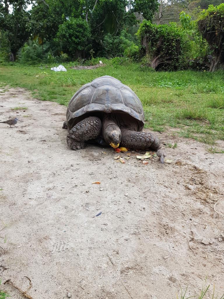 Riesenschildkröte auf La Digue