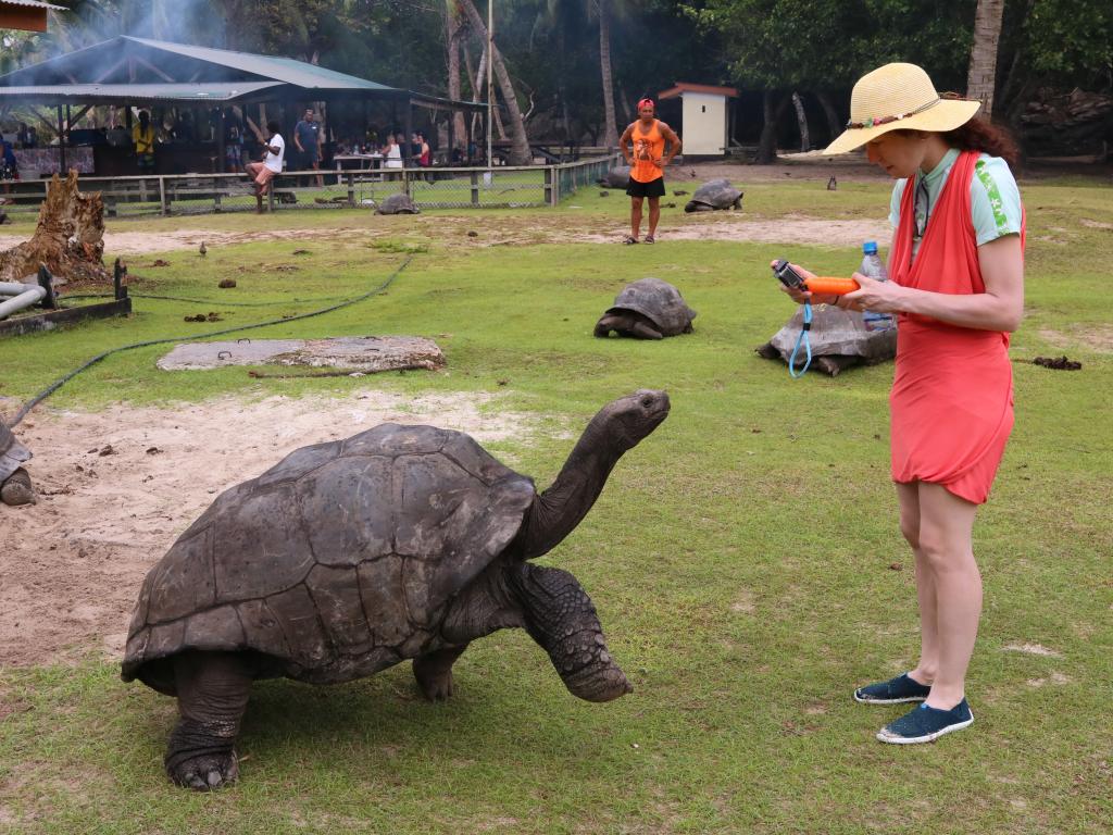 Schildkröte, Curieuse