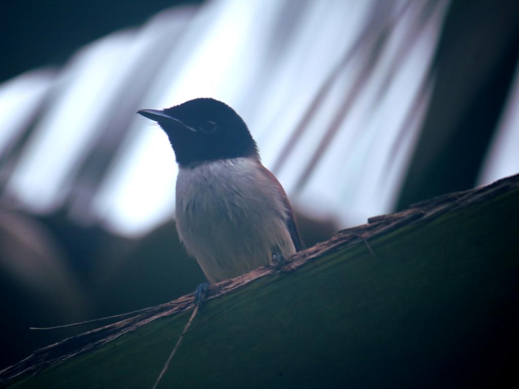 Flycatcher Weibchen