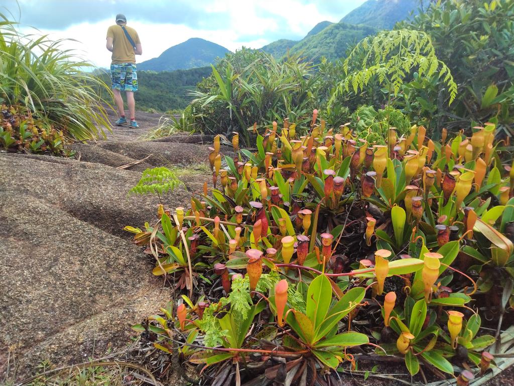 Copolia Trail, Mahé