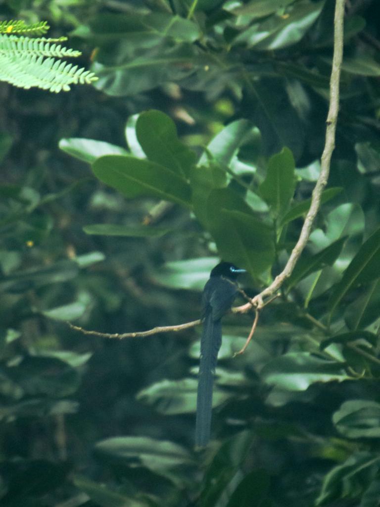 Flycatcher Männchen