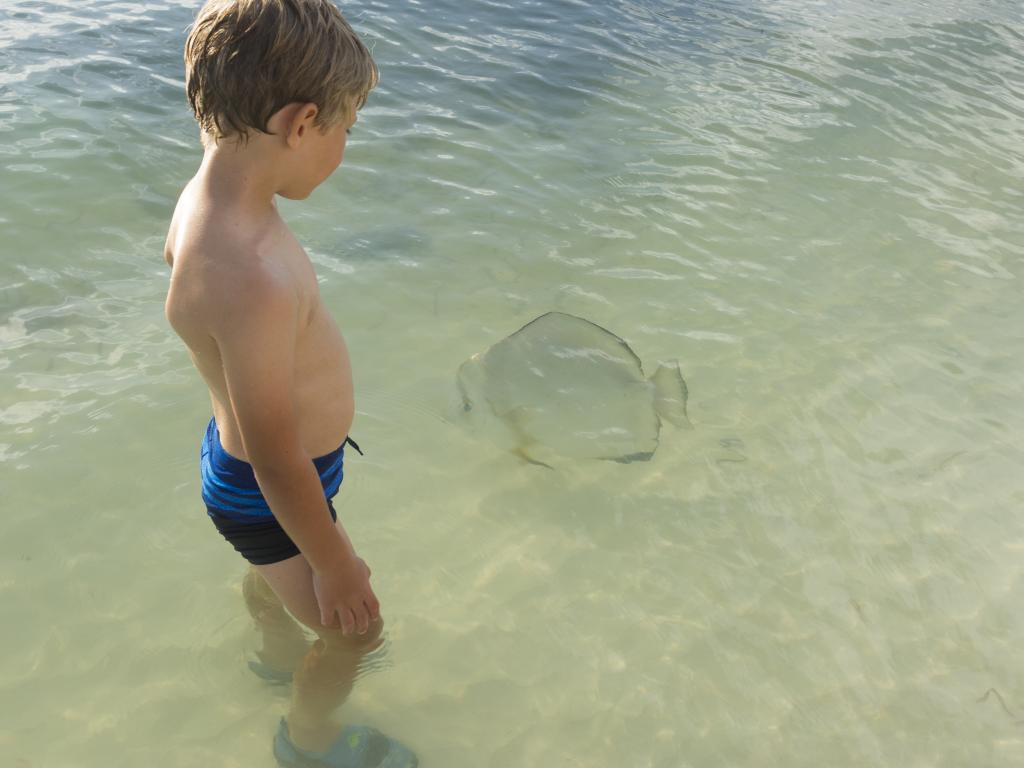 Neugierige Fische an der Anse La Réunion