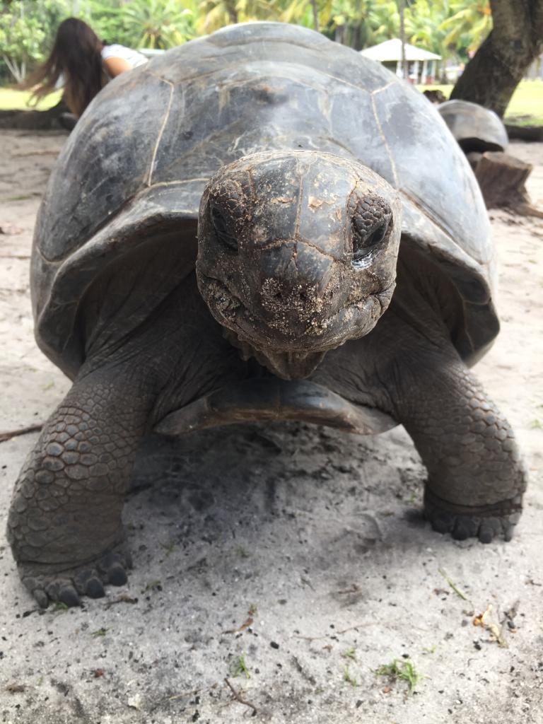 Riesenschildkröte, Curieuse Island