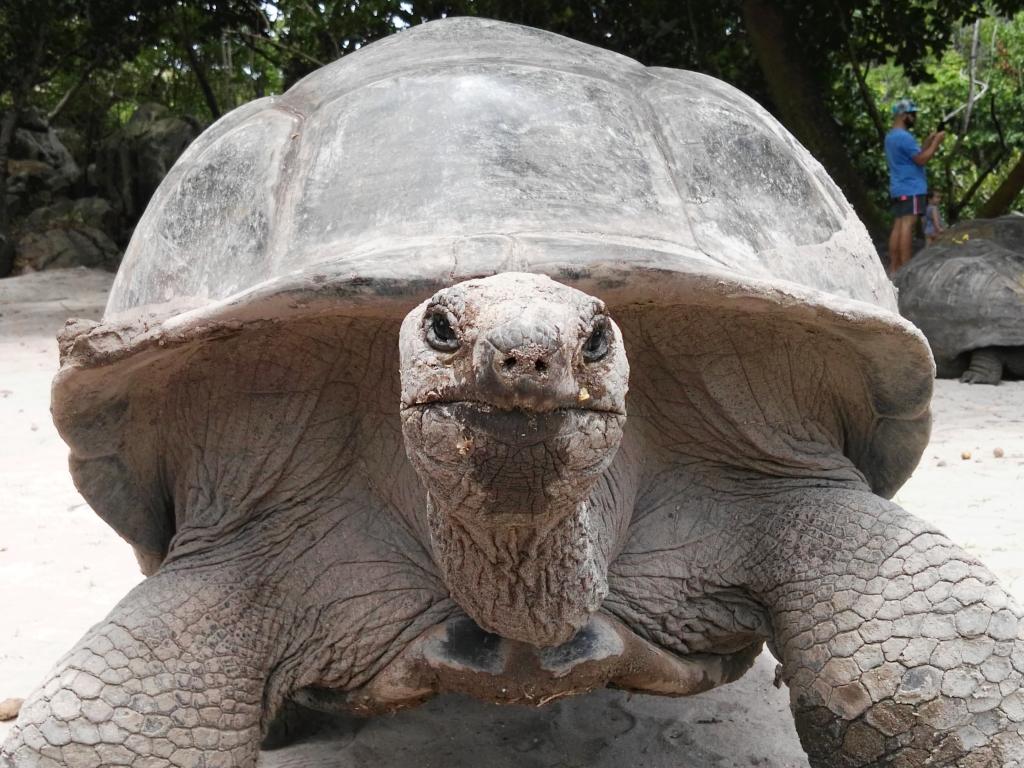 Riesenschildkröte