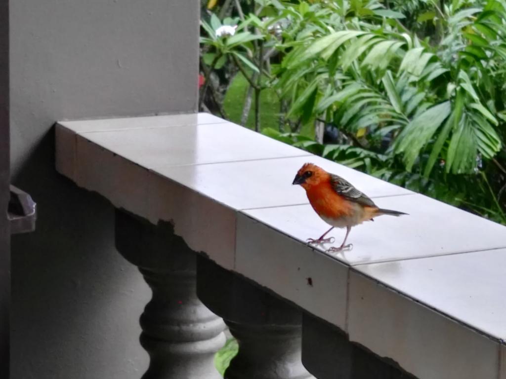 Vogel am Balkon