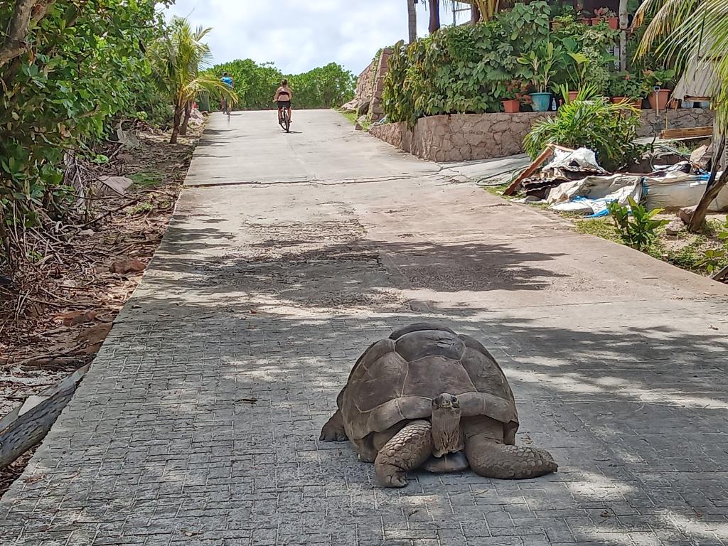 Riesenschildkröte