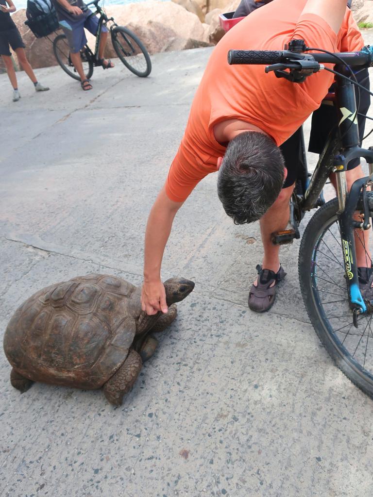 Freilebende Schildkröte