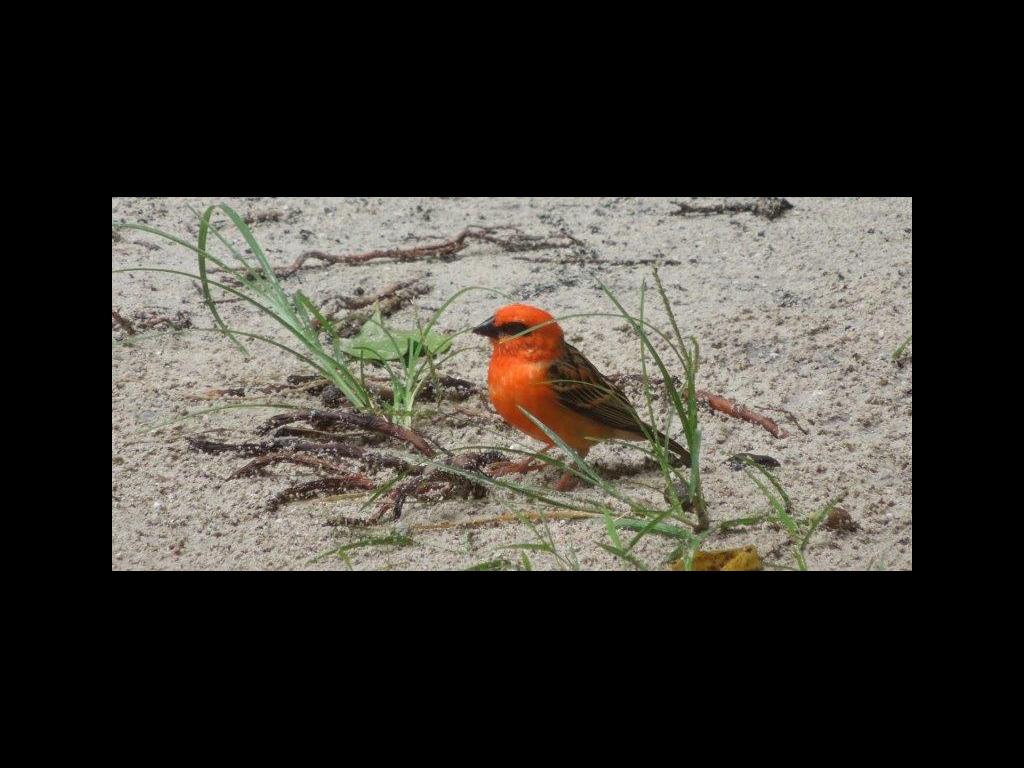 Rote Spatzen, Praslin