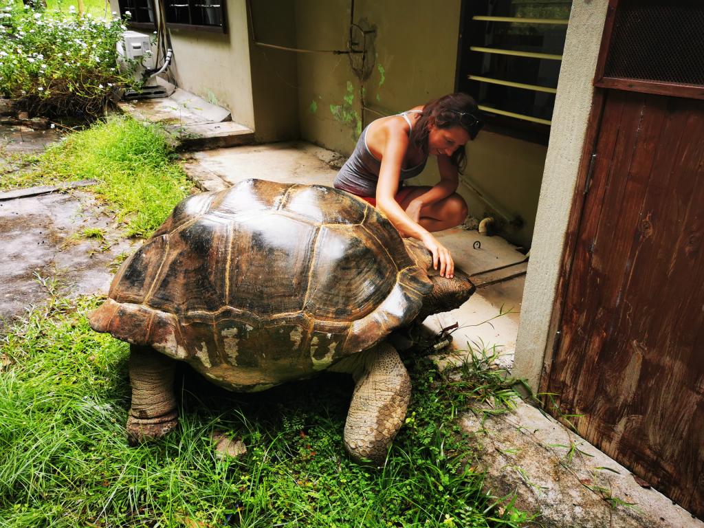 Schildkröte beim Belle des Iles Guest House