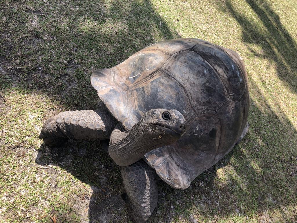 Riesenschildkröten Besuch der Insel  Curieuse