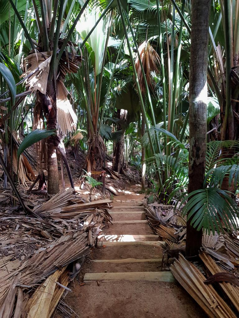 Vallée de Mai, Praslin