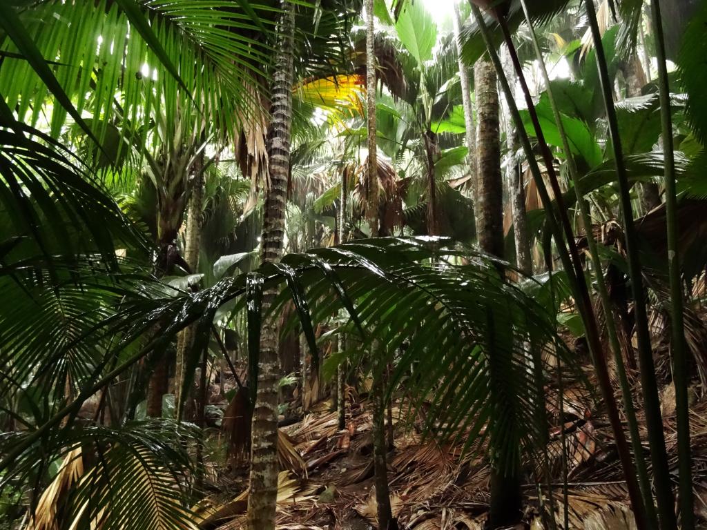 Vallée de Mai, Praslin