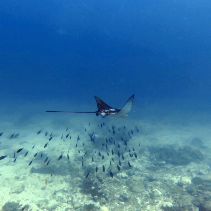 Excursion snorkeling au Cap Ternay