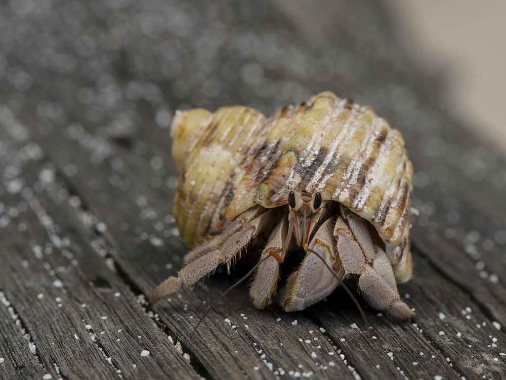 Moyenne Island - Hermit Crab