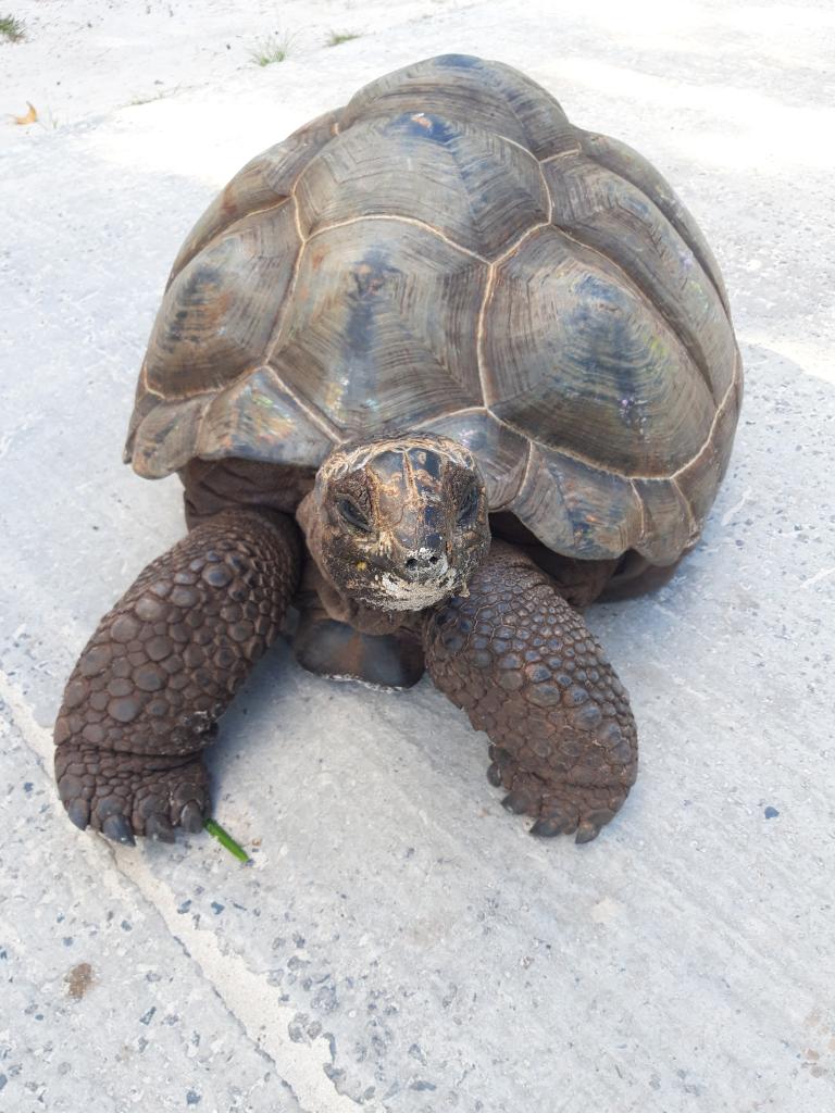 Riesenschildkröte auf Mahé