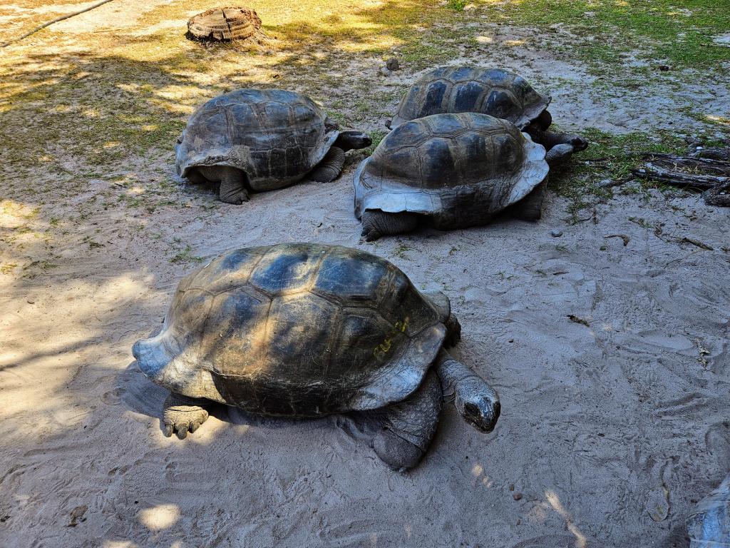 Tortoise Sanctuary