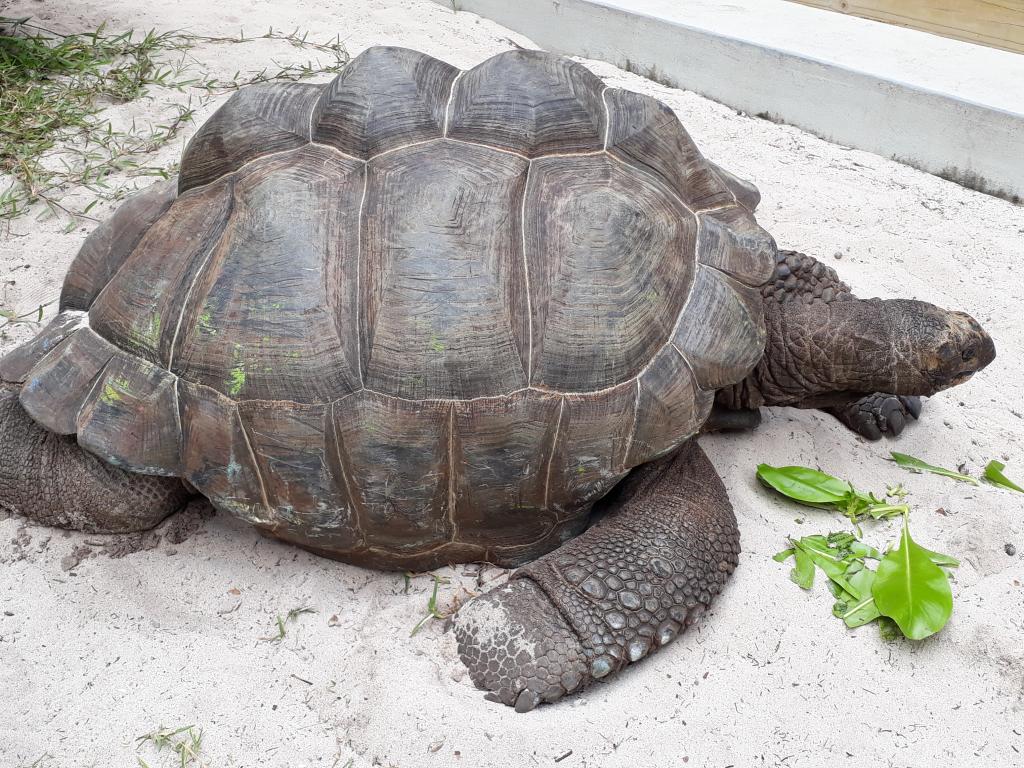 Riesenschildkröte an der Anse Severe