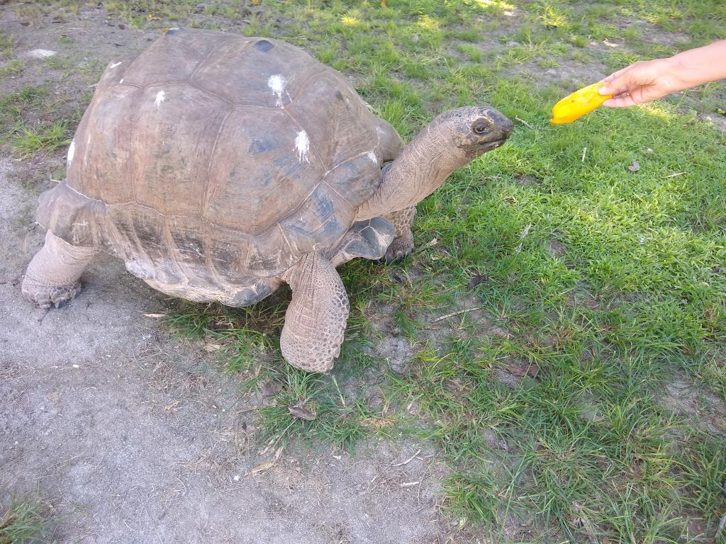 Aldabra Schildkröte