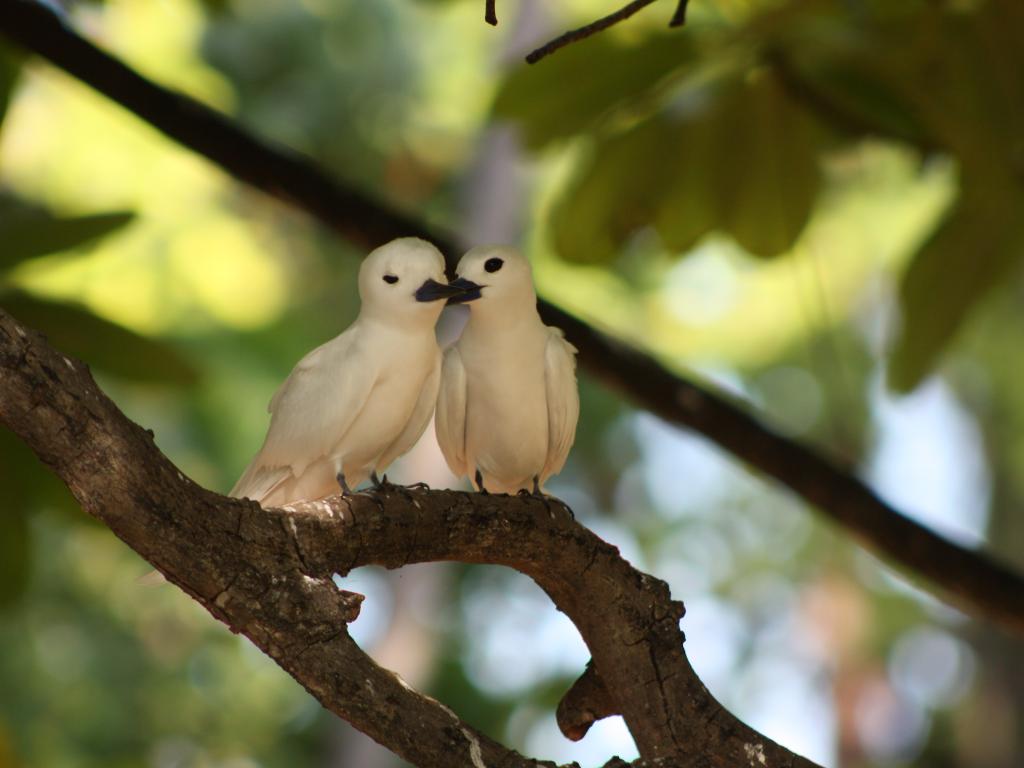 Bird Island