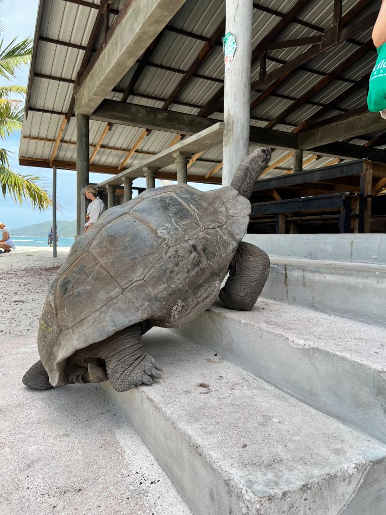 Riesenschildkröte auf Curieuse