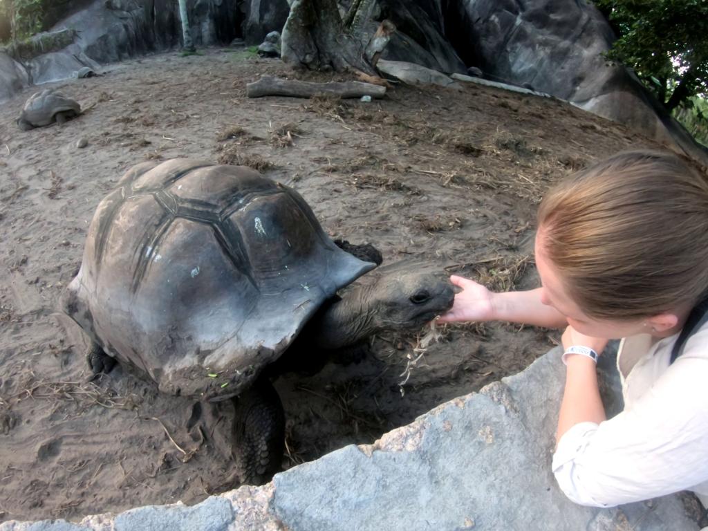 Riesenschildkröten