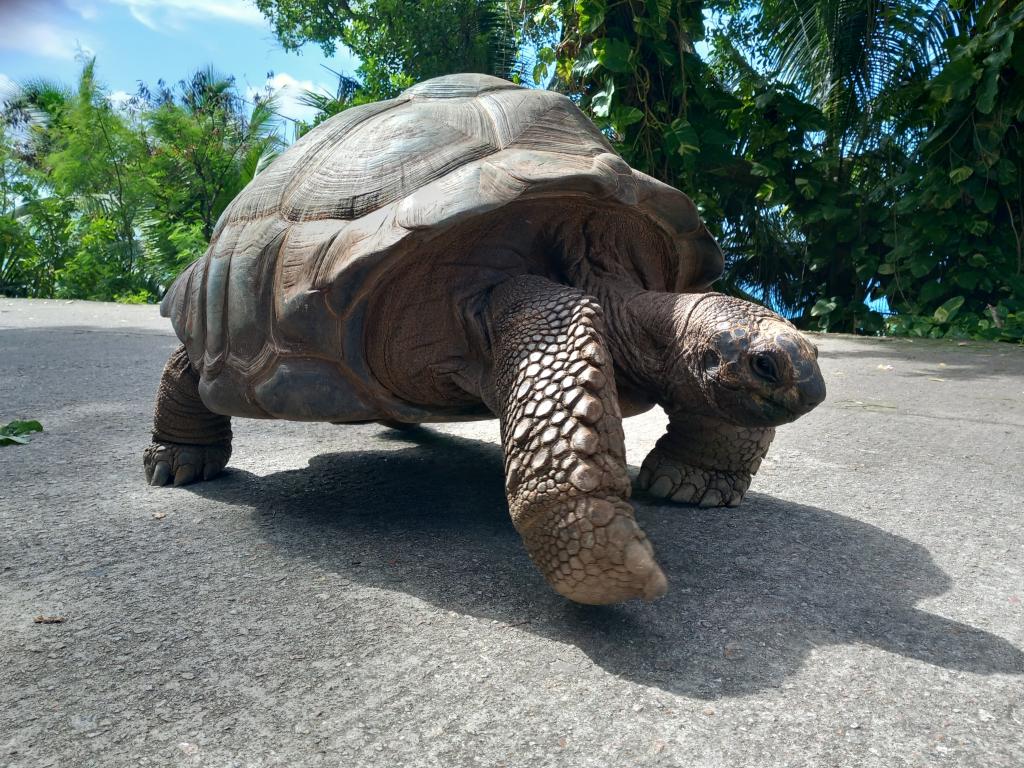 Riesenschildkröte