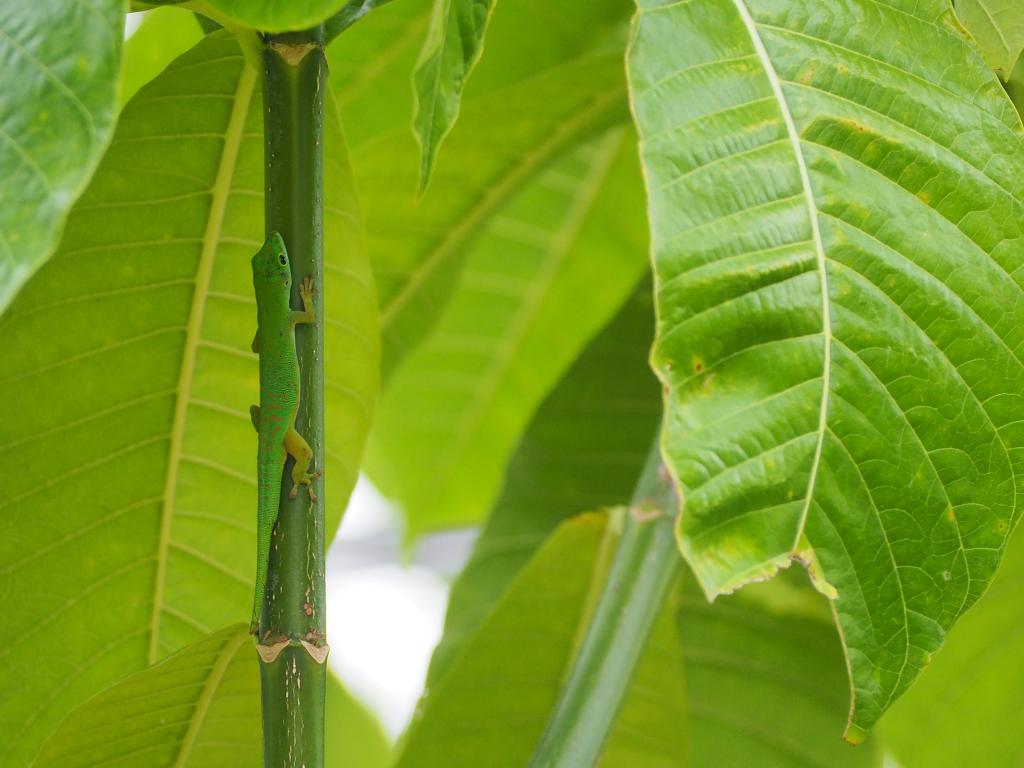 Grüner Gecko