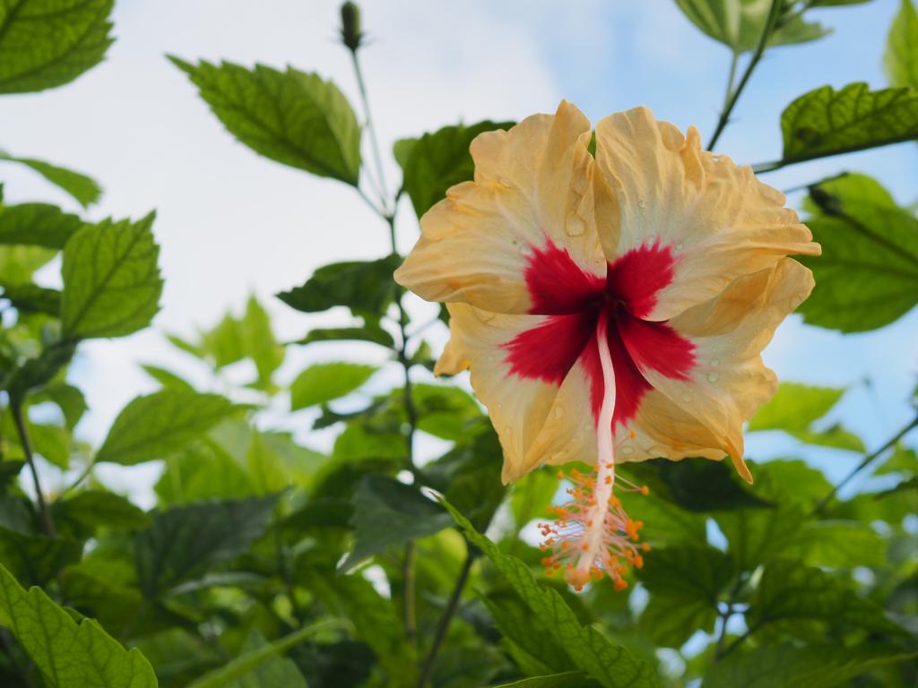 Hibiskus