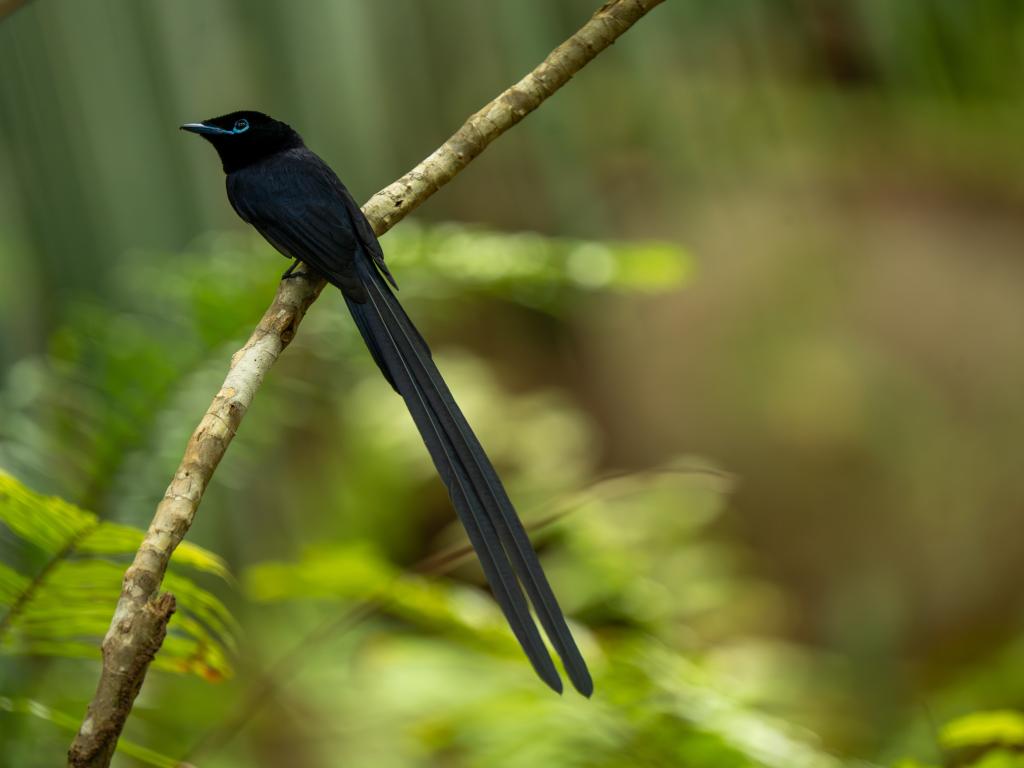 Paradise Flycatcher