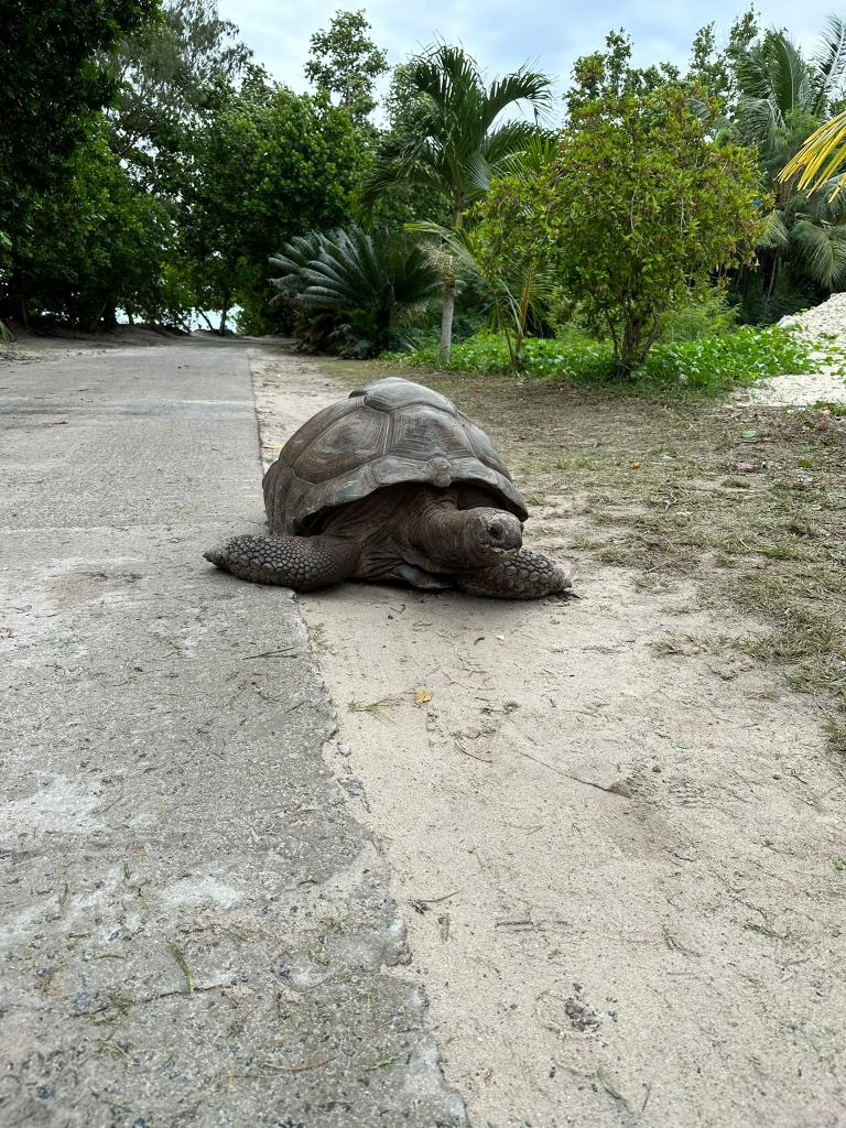 Riesenschildkröte