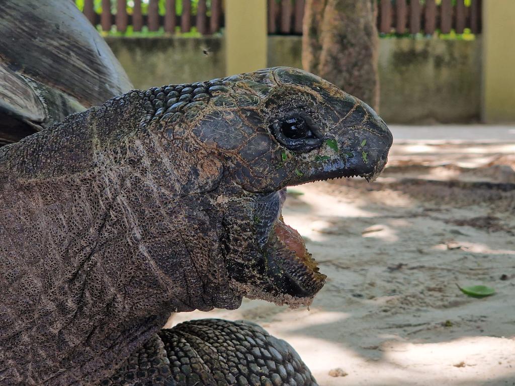 Riesenschildkröte an der Anse Severe