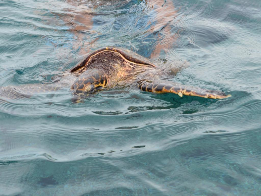 La Digue, Cocos Island