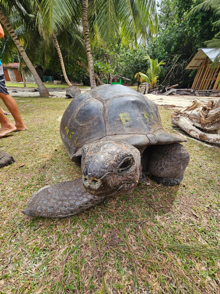 Schildkröte auf La Digue