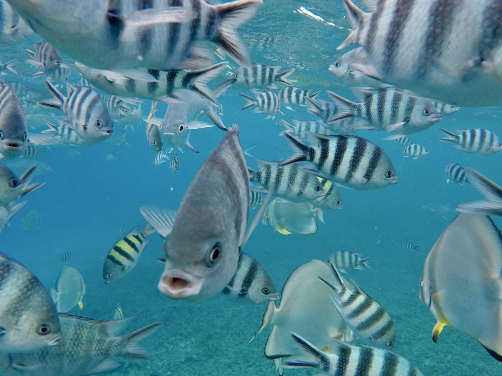 Schorcheln bei Cocos Island