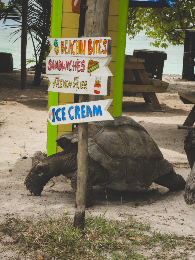 Riesenschildkröte an der Anse Severe