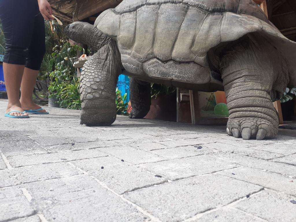 Riesenschildkröte auf La digue