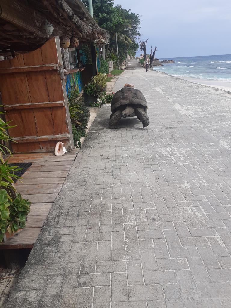 Schildkröte auf La Digue