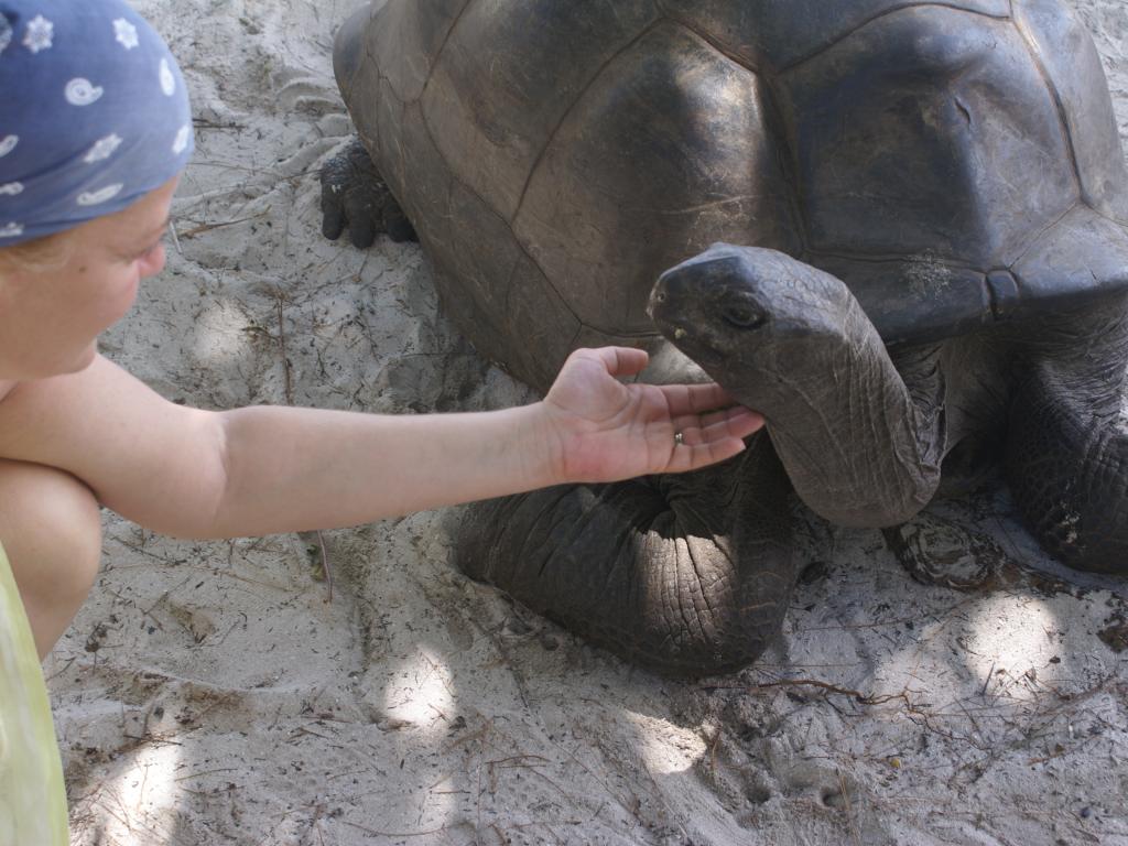 Le meravigliose tartarughe, Curieuse island