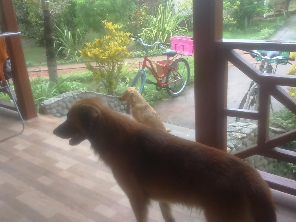 Le nostre guardie personali di La Digue