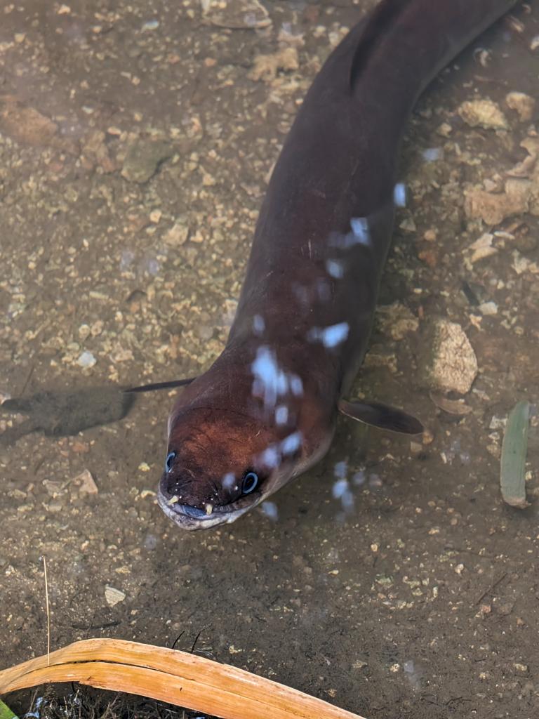 Fisch im Naturreservat