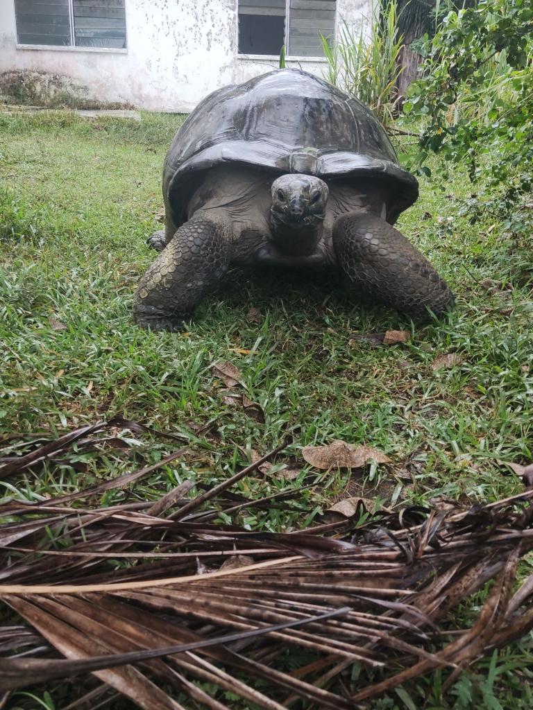 Riesenschildkröte