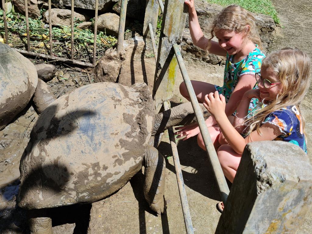 Riesenschildkröten