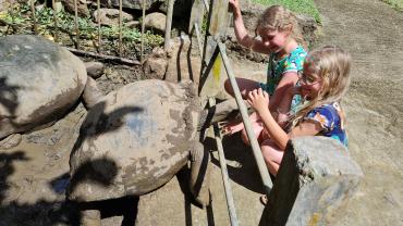 Riesenschildkröten