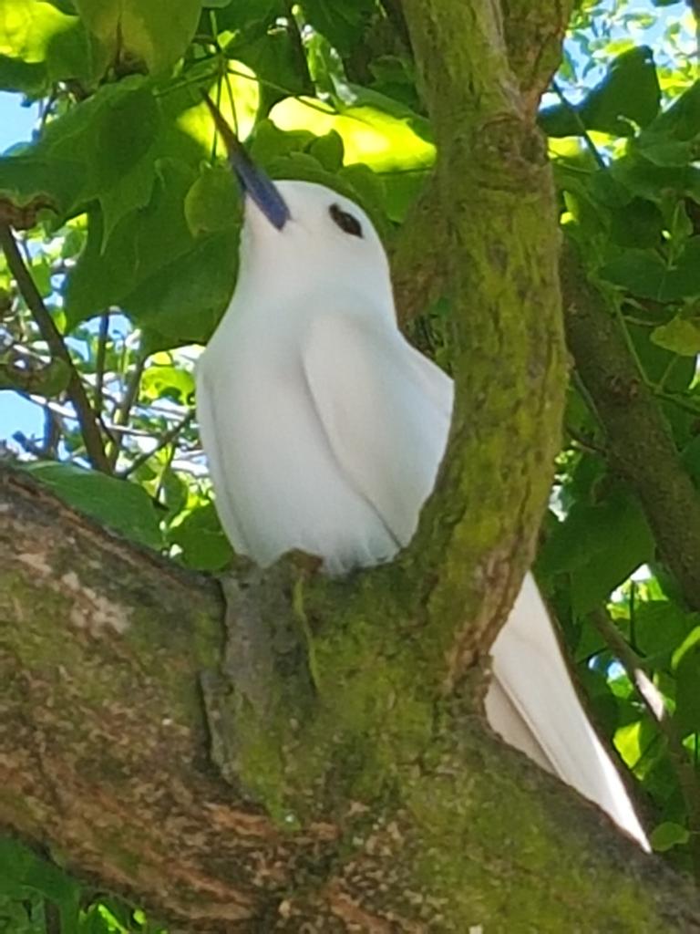 Fairy Tern