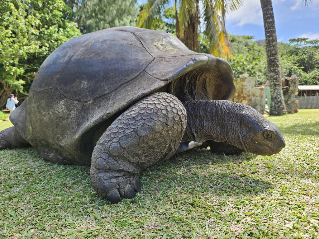 Riesenschildkröte