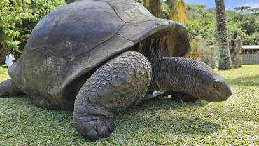 Riesenschildkröte