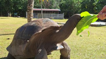 Riesenschildkröte auf Curieuse