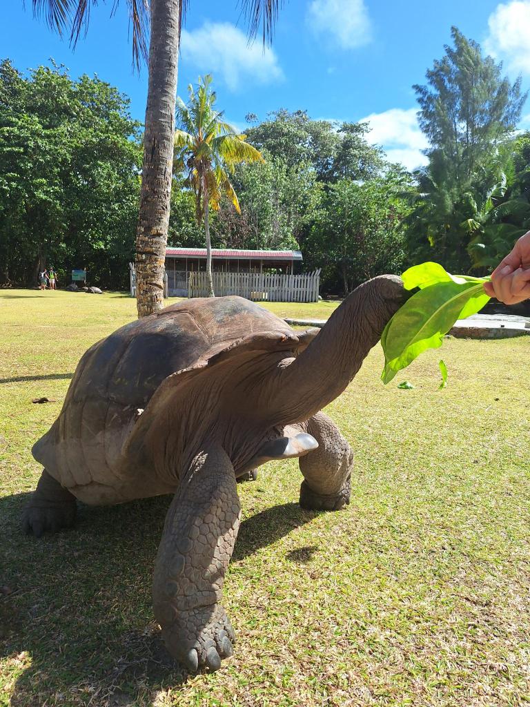 Riesenschildkröte auf Curieuse