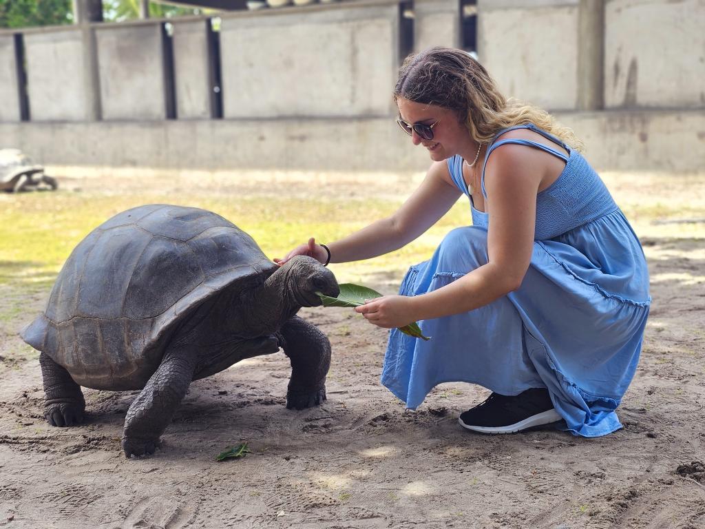 Riesenschildkröte auf Curieuse