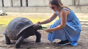 Riesenschildkröte auf Curieuse